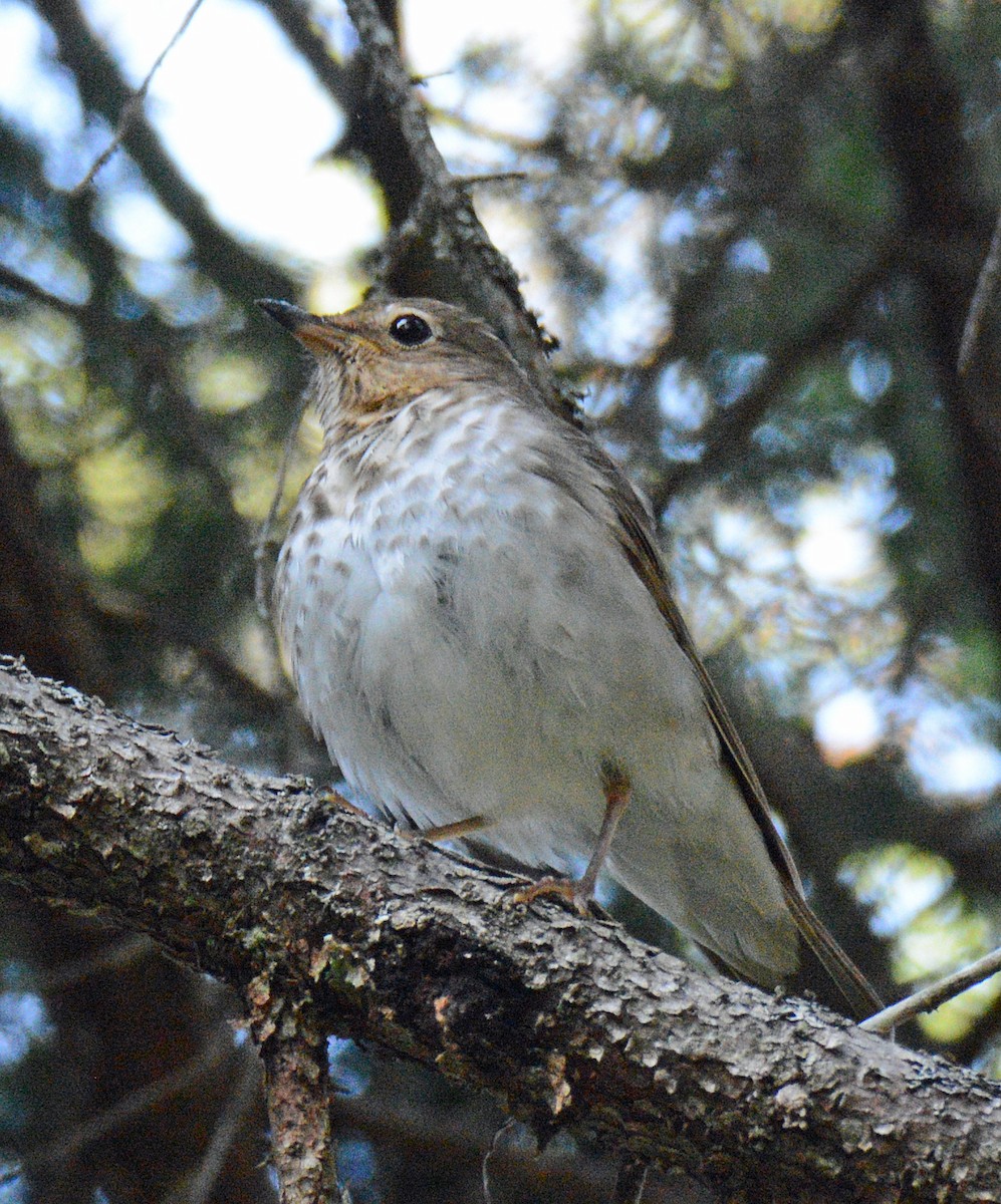 Swainson's Thrush - ML621086844