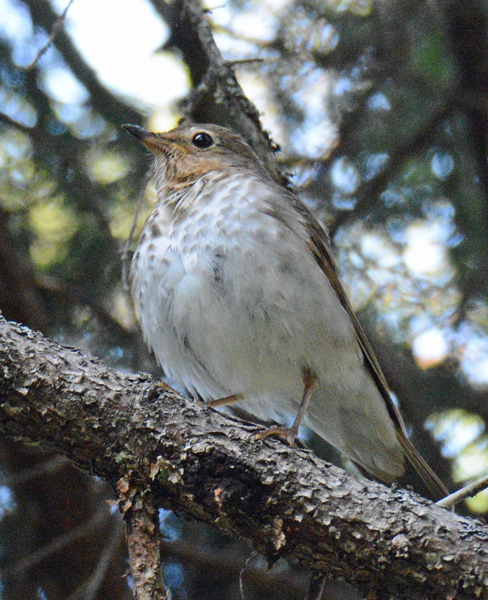 Swainson's Thrush - ML621086845