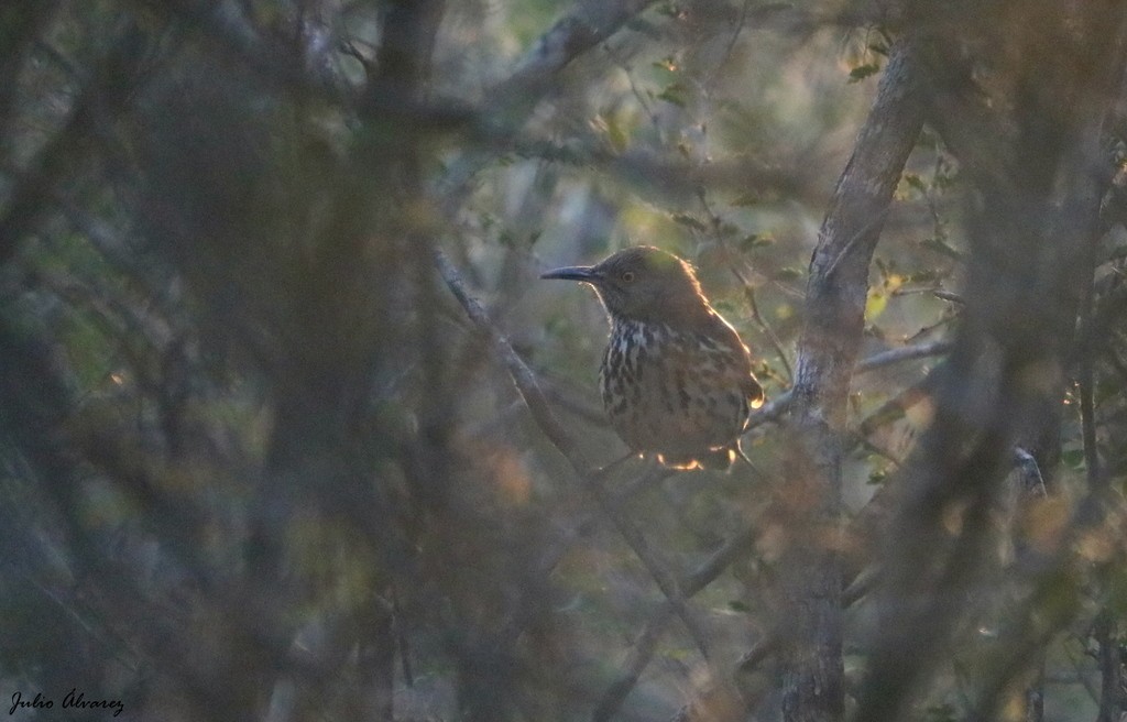 Long-billed Thrasher - Julio Alejandro Alvarez Ruiz