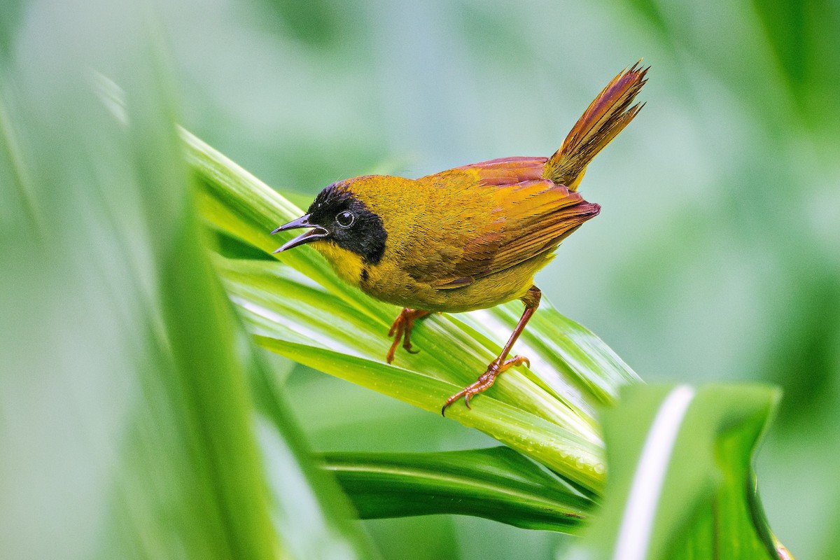 Olive-crowned Yellowthroat - ML621086919