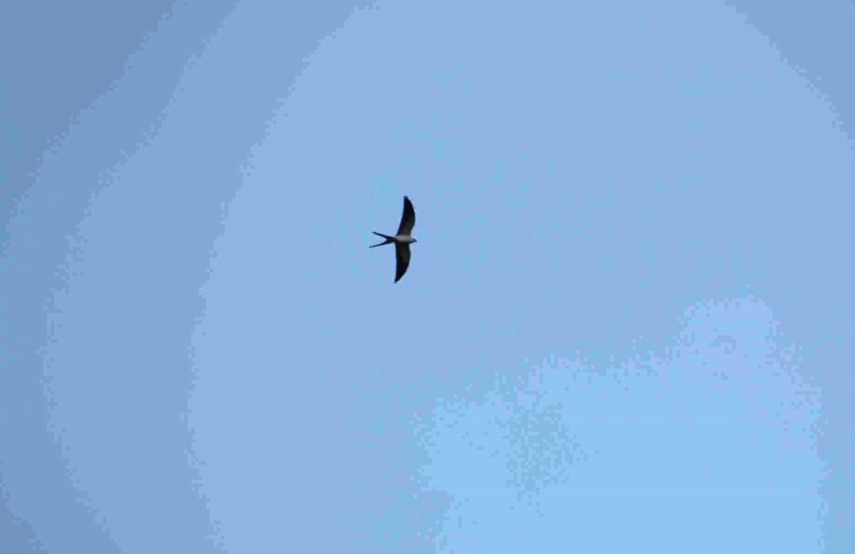 Swallow-tailed Kite - ML621086924