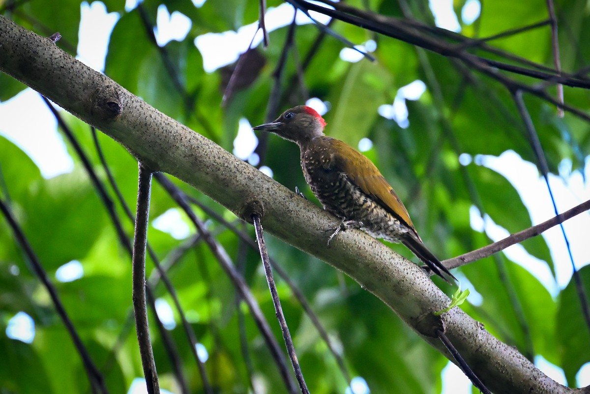 Rufous-winged Woodpecker - ML621086926