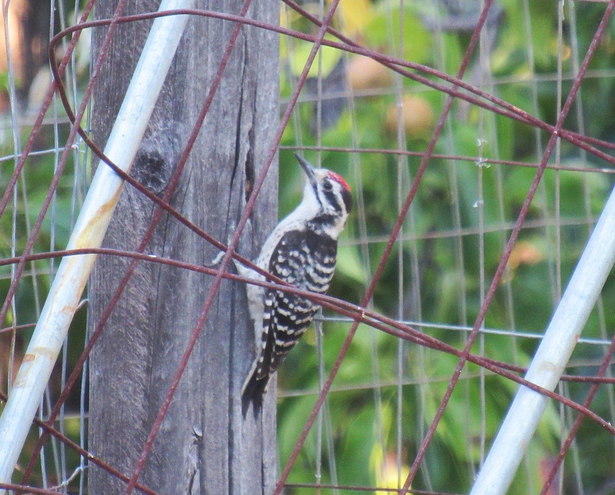 Nuttall's Woodpecker - ML621086946