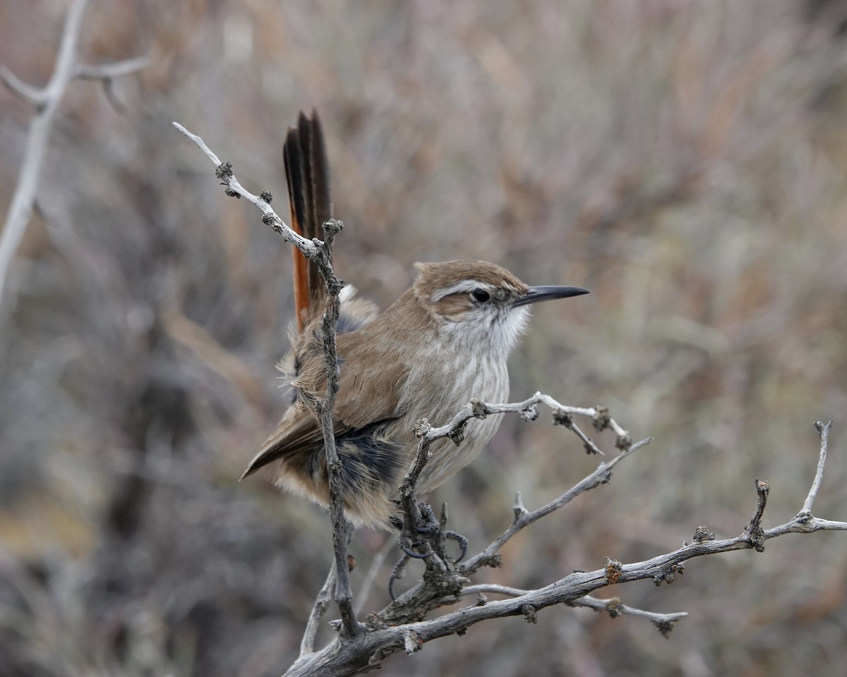 Bandurrita Patagona - ML621086948