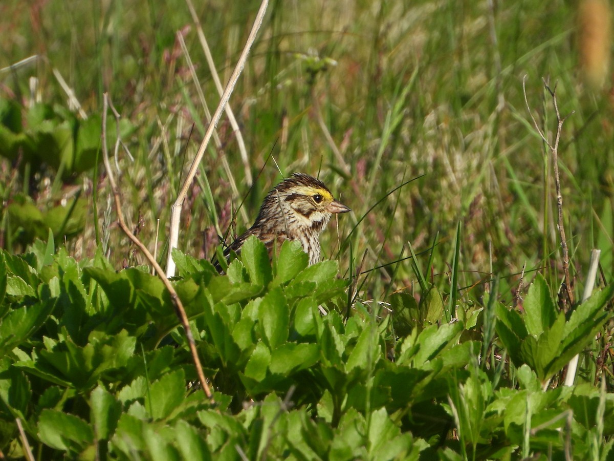 Savannah Sparrow - ML621086954