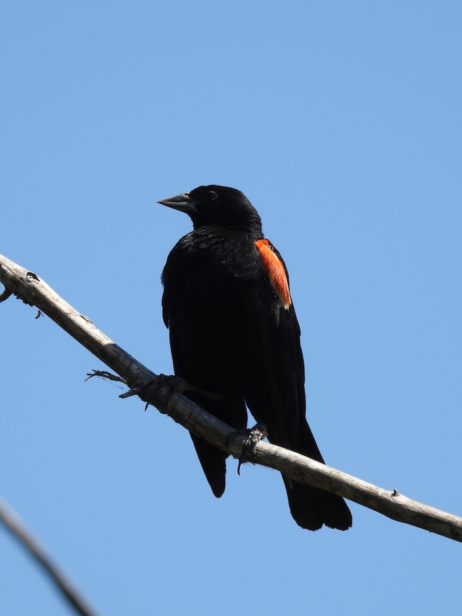 Red-winged Blackbird - ML621086957