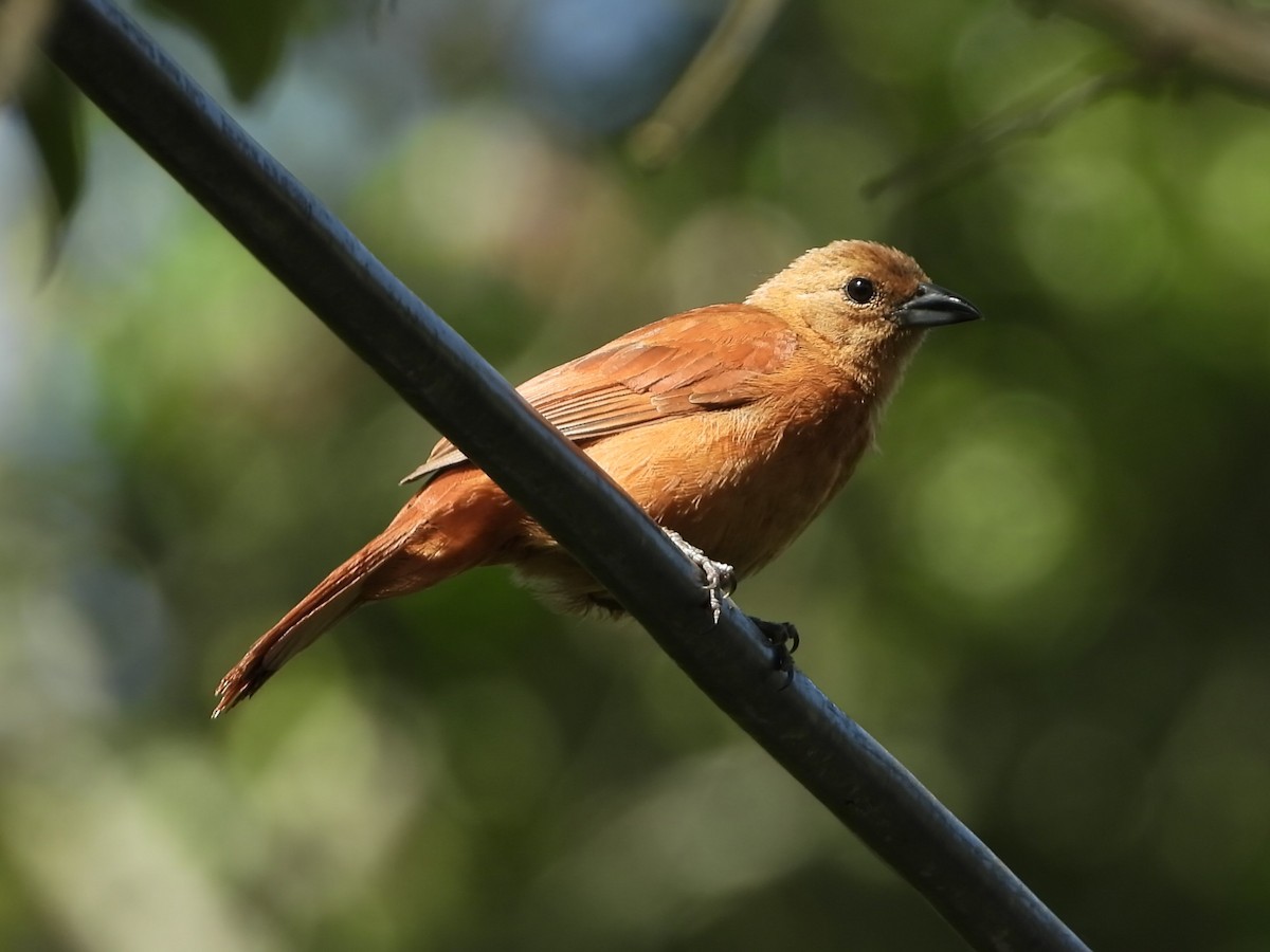 White-lined Tanager - ML621086962