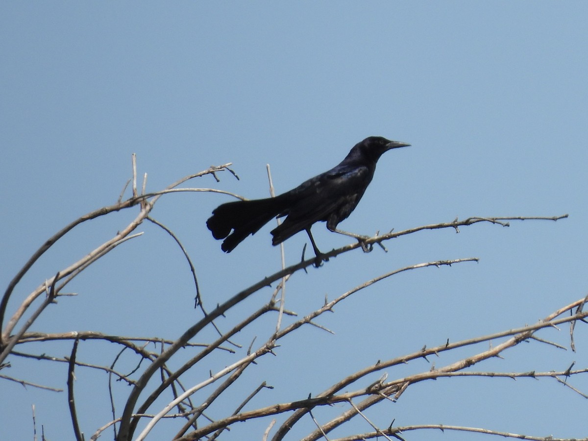 Great-tailed Grackle - ML621086974
