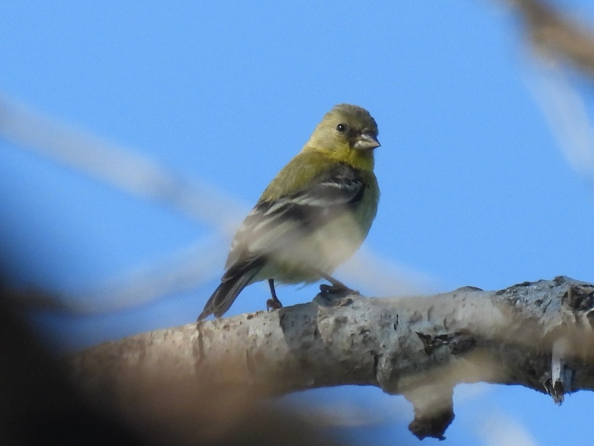 Lesser Goldfinch - Susan Sugahara