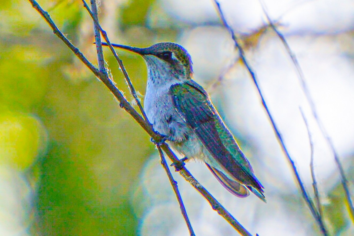 Ruby-throated Hummingbird - ML621087019