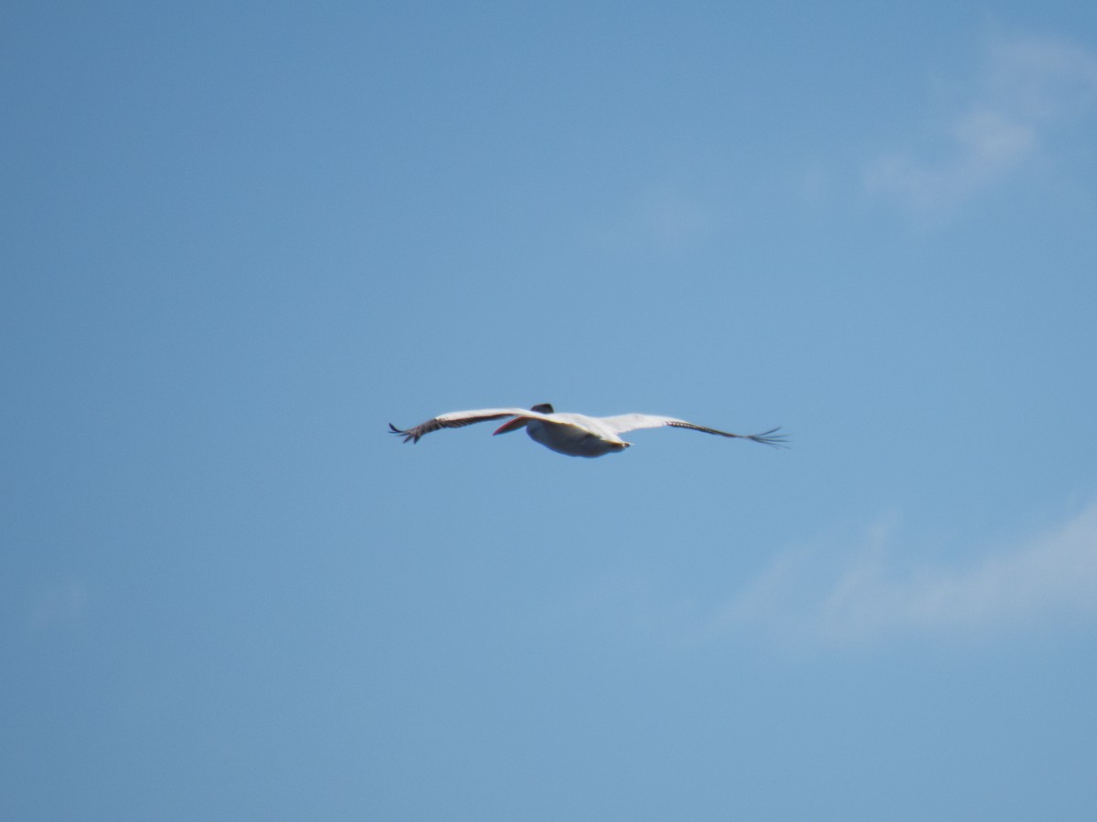 American White Pelican - ML621087055