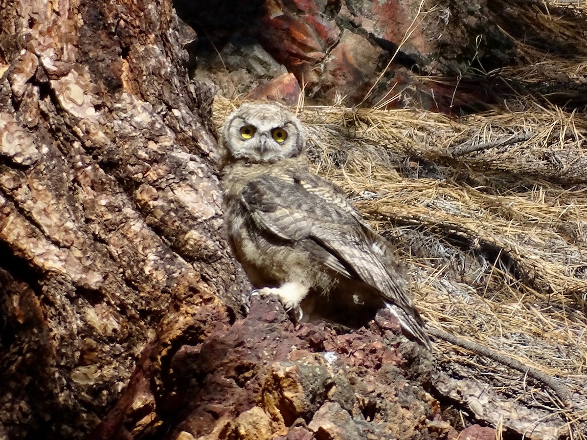Great Horned Owl - Alan de Queiroz