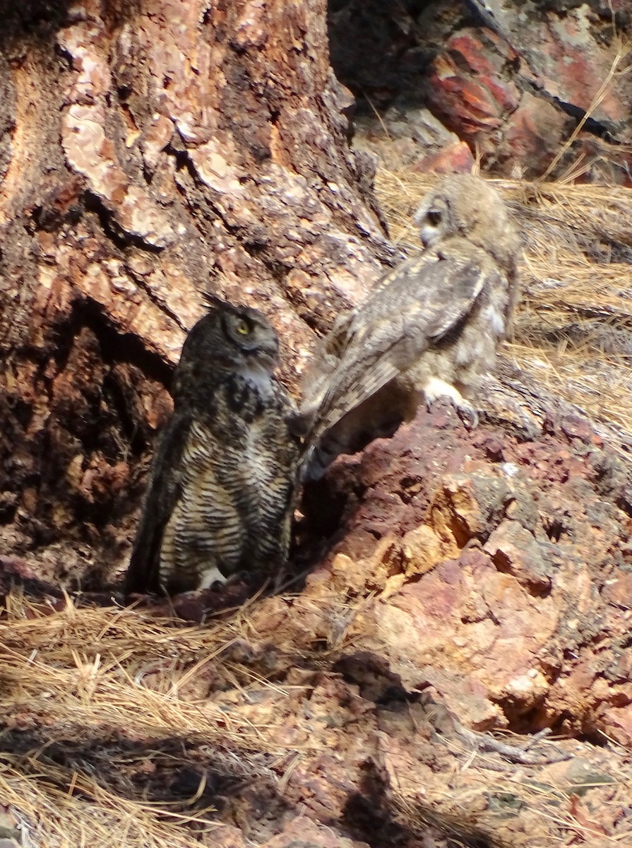 Great Horned Owl - ML621087058