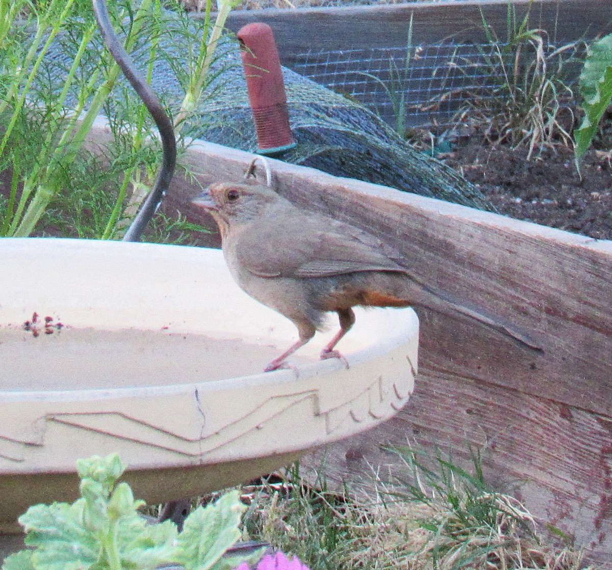California Towhee - ML621087065