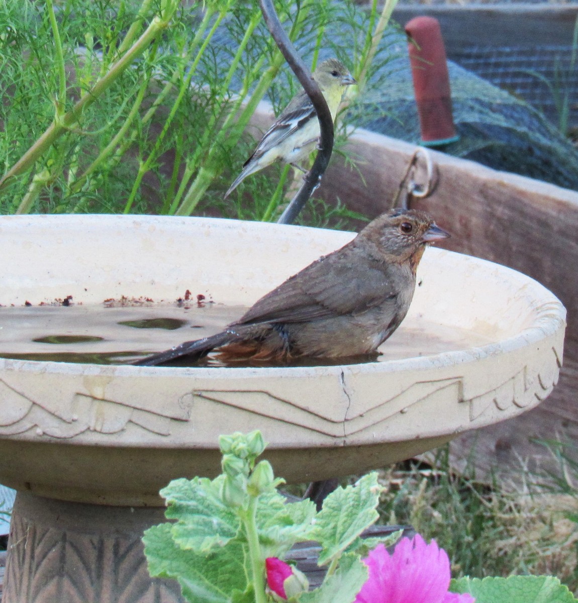 Lesser Goldfinch - ML621087069