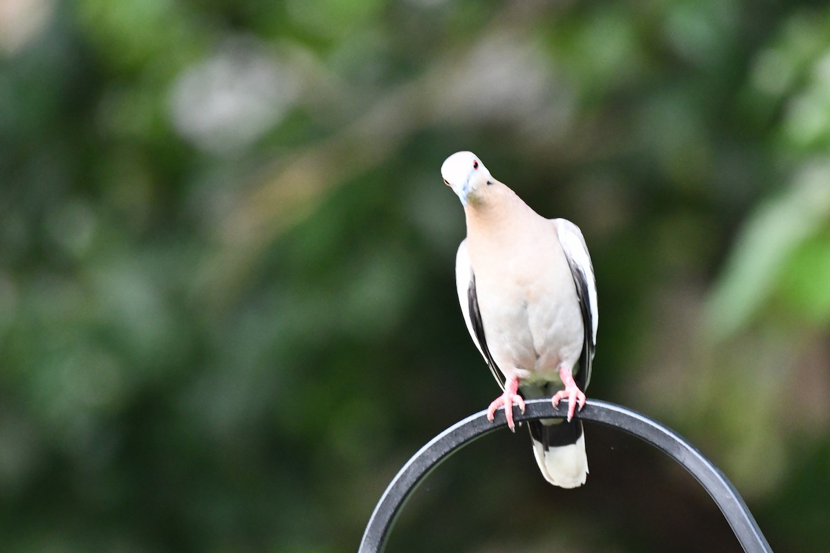 White-winged Dove - ML621087088