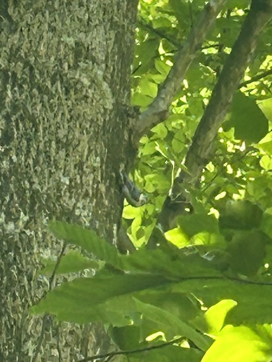 White-breasted Nuthatch - ML621087091