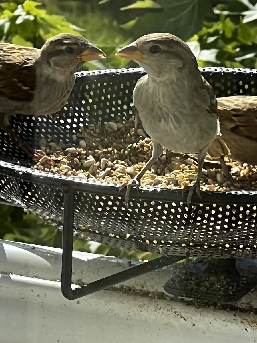 new world sparrow sp. - ML621087119