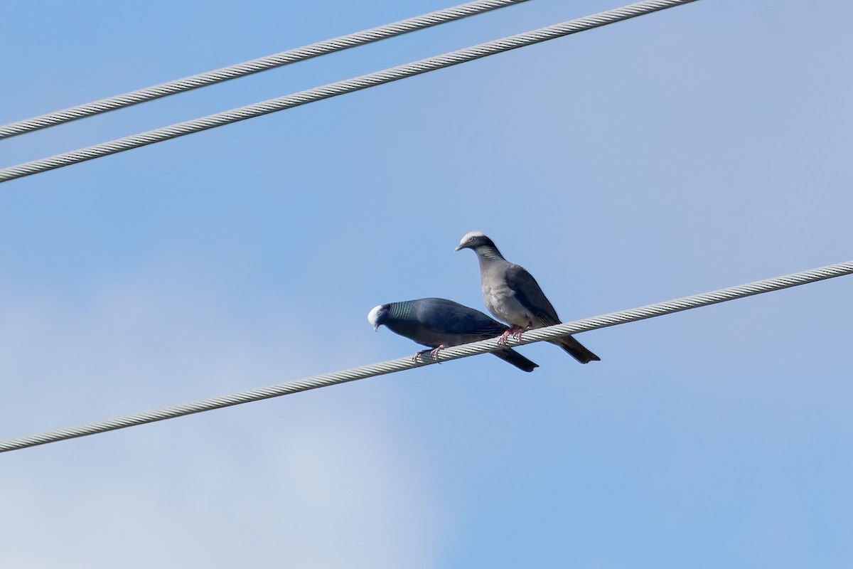White-crowned Pigeon - ML621087123