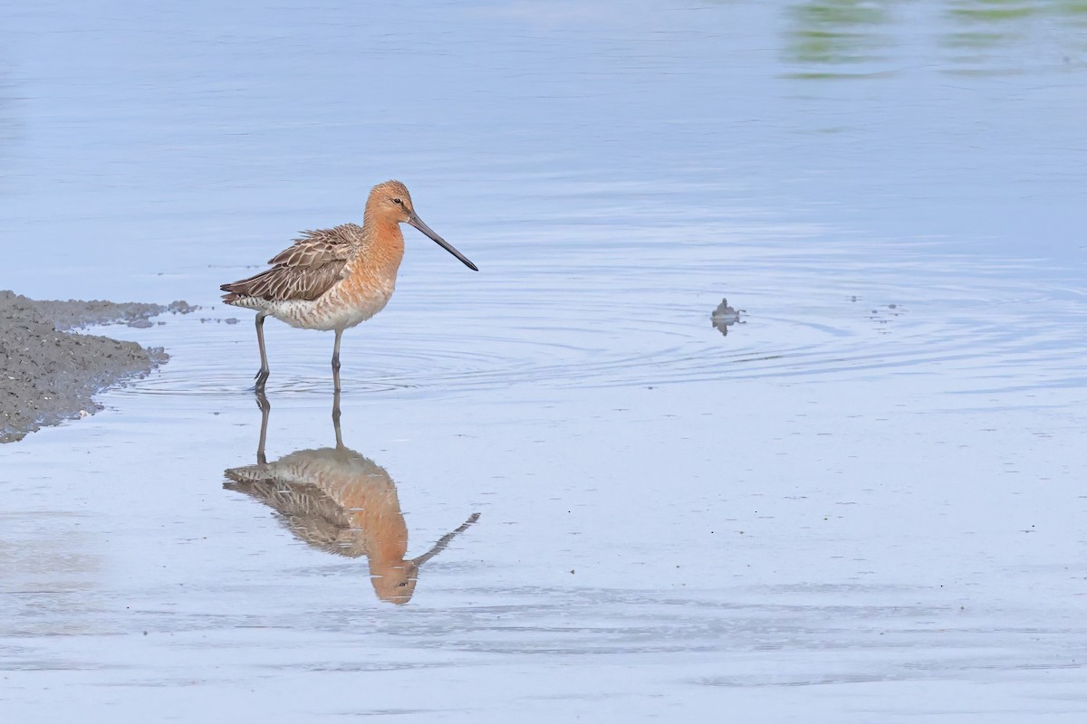 Asian Dowitcher - ML621087125