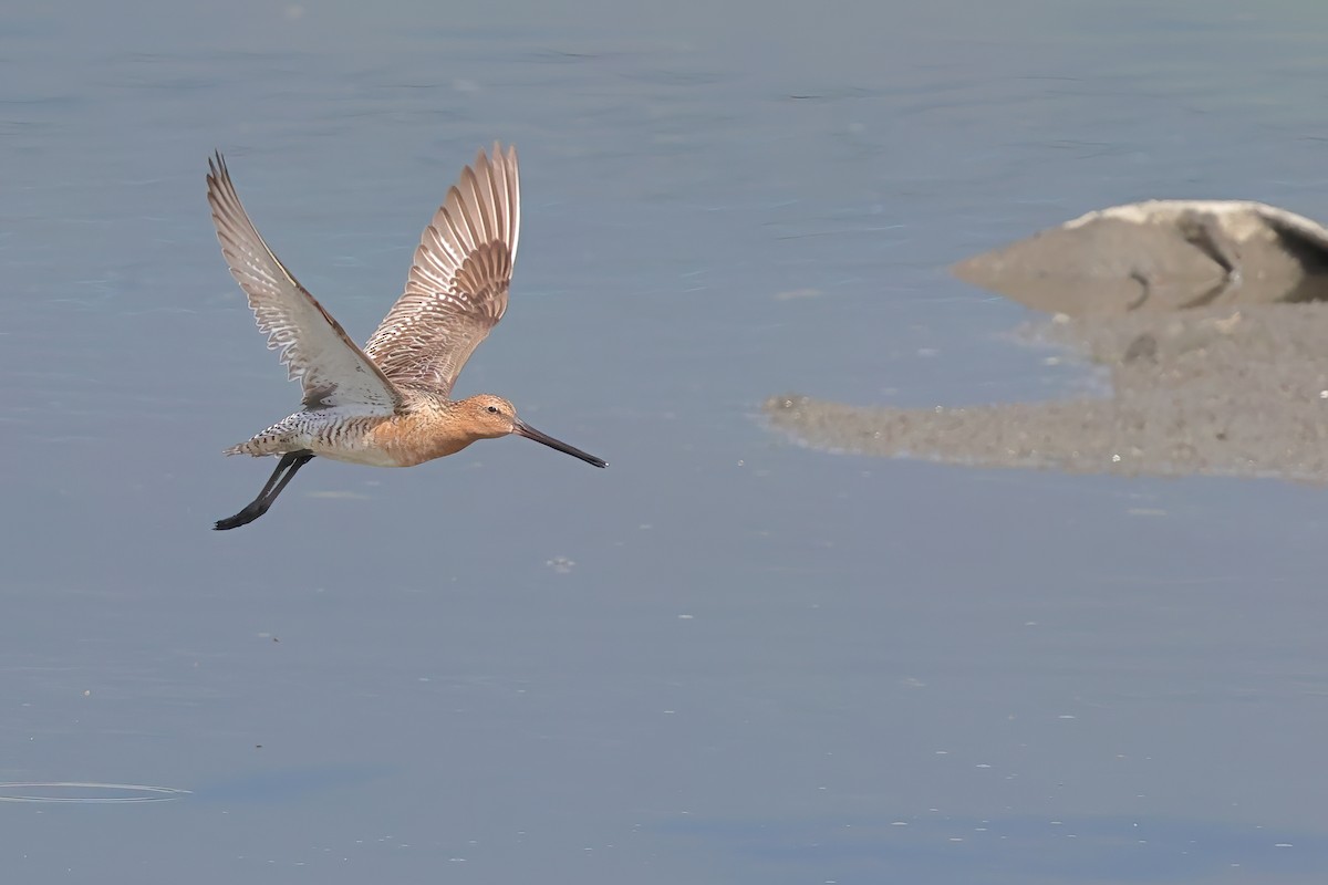 Asian Dowitcher - ML621087126