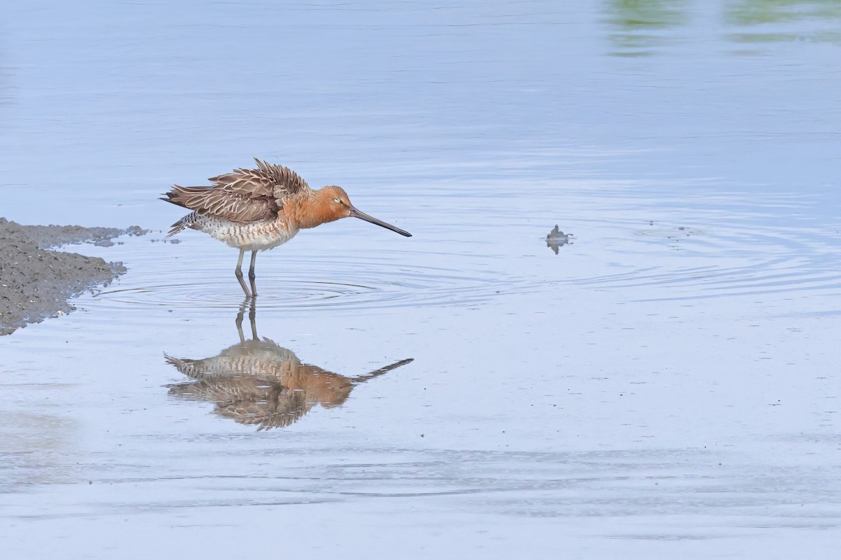 Asian Dowitcher - ML621087127
