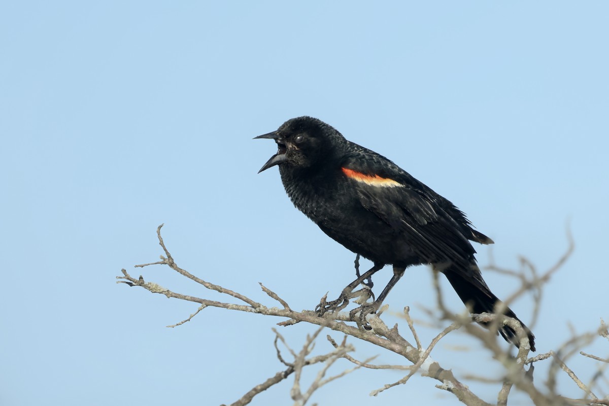 Red-winged Blackbird - ML621087135