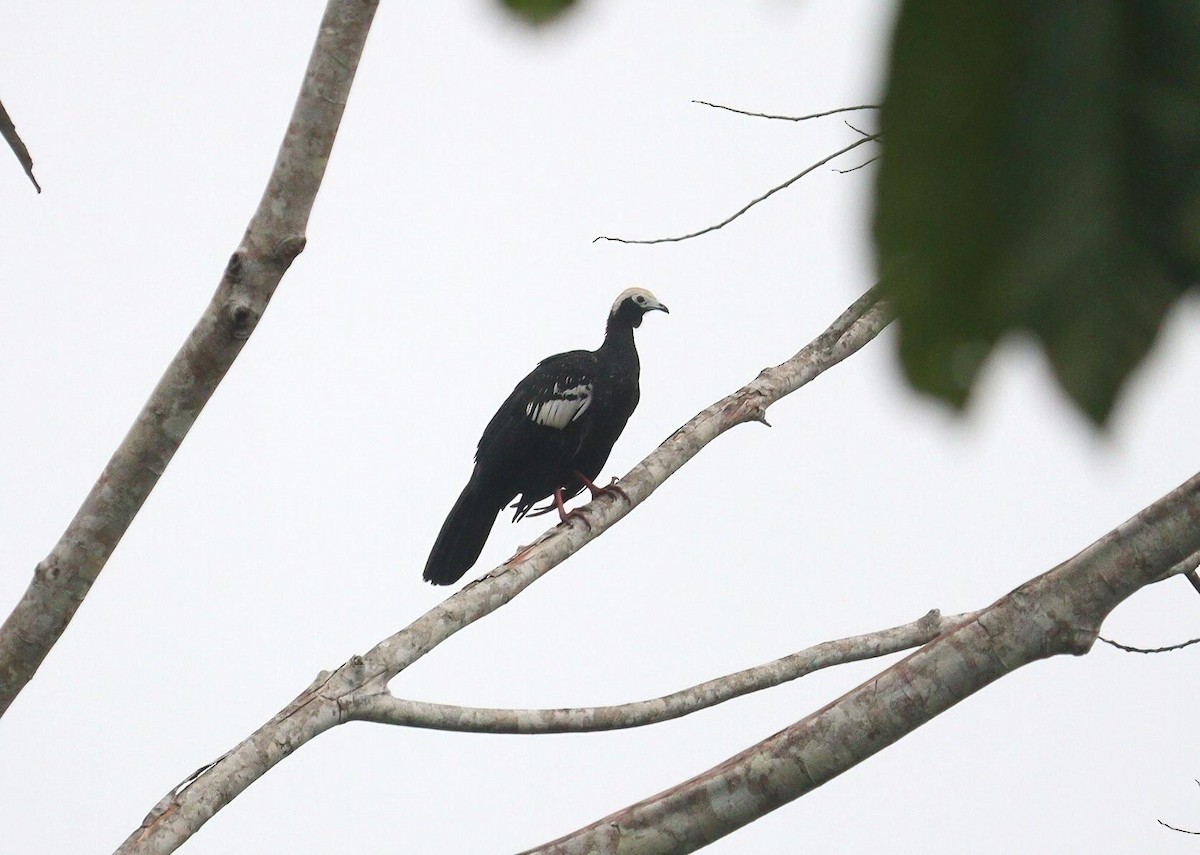 Blue-throated Piping-Guan - ML621087146