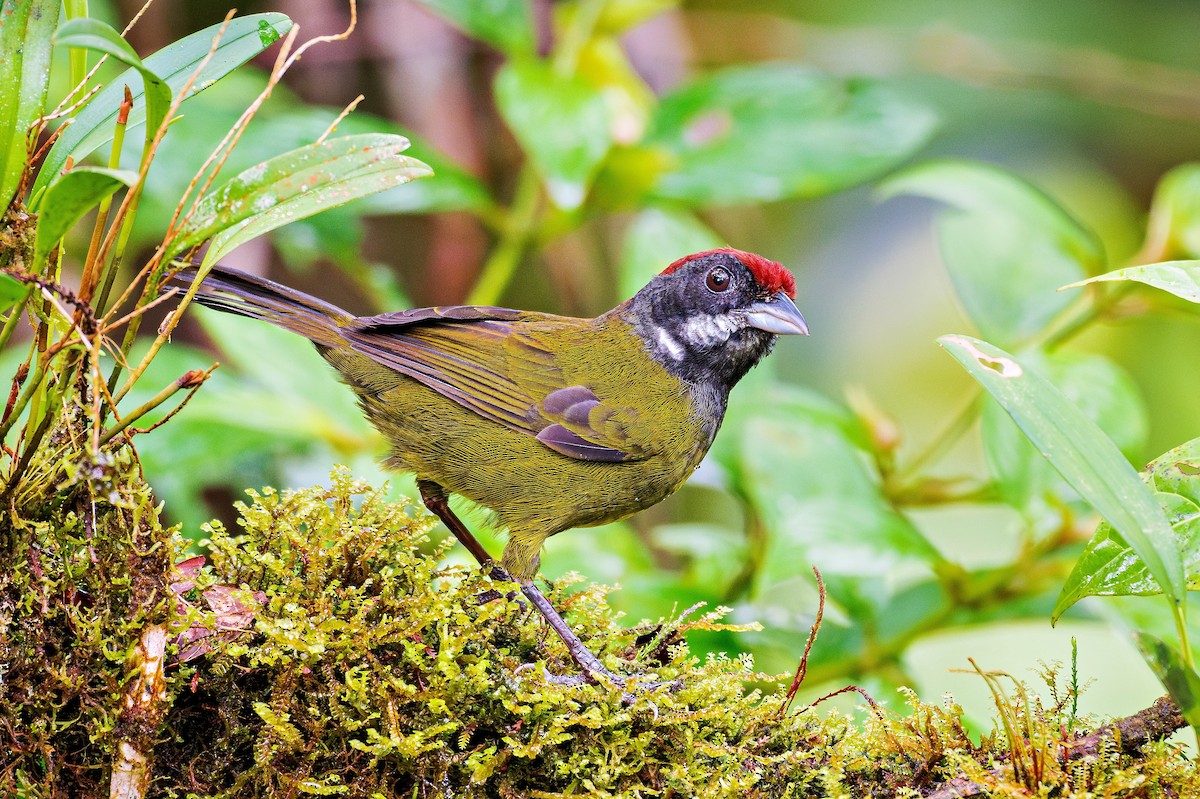 Sooty-faced Finch - ML621087163