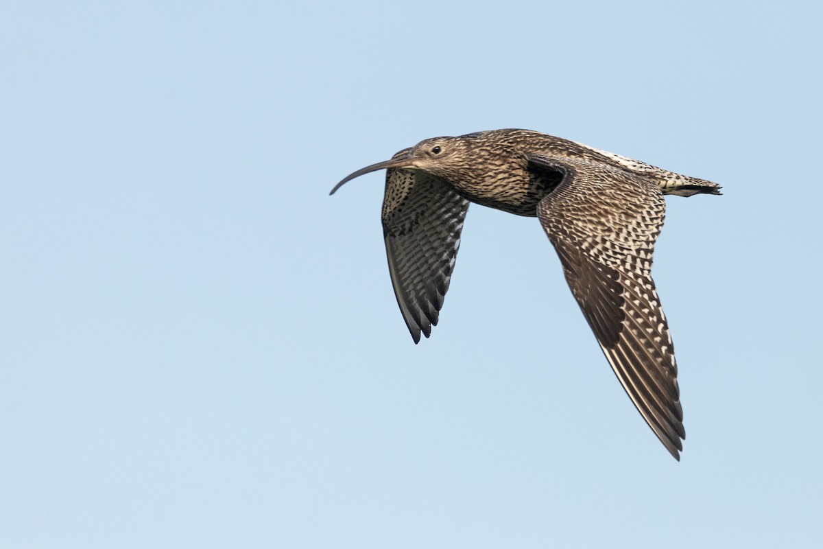 Eurasian Curlew - ML621087243