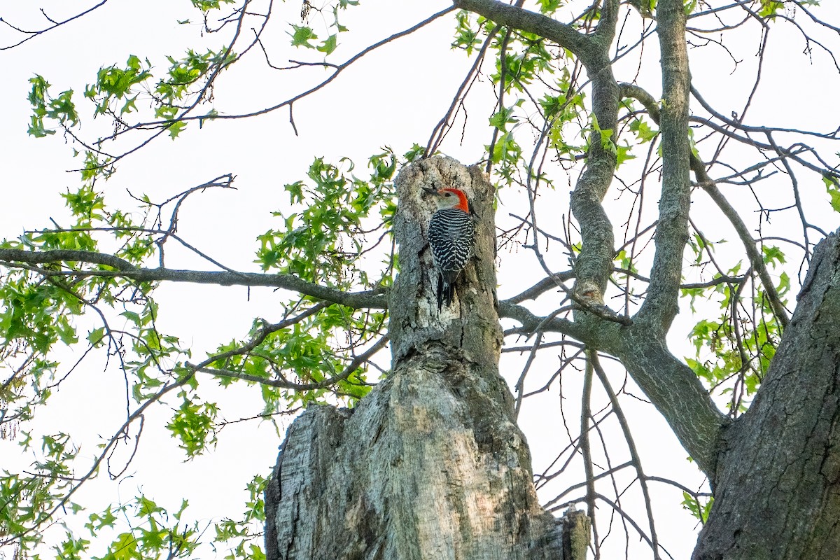 Red-bellied Woodpecker - ML621087273