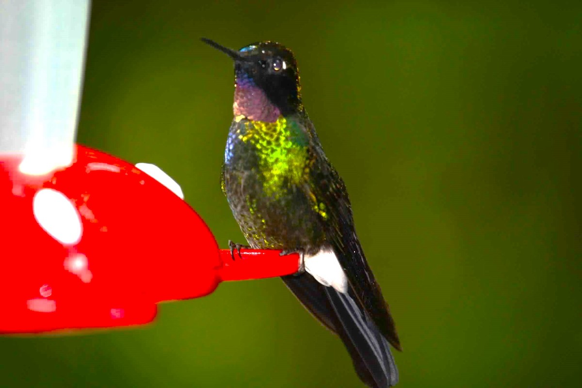 kolibřík turmalinový - ML621087274