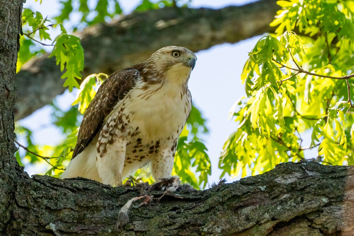 Red-tailed Hawk - ML621087282