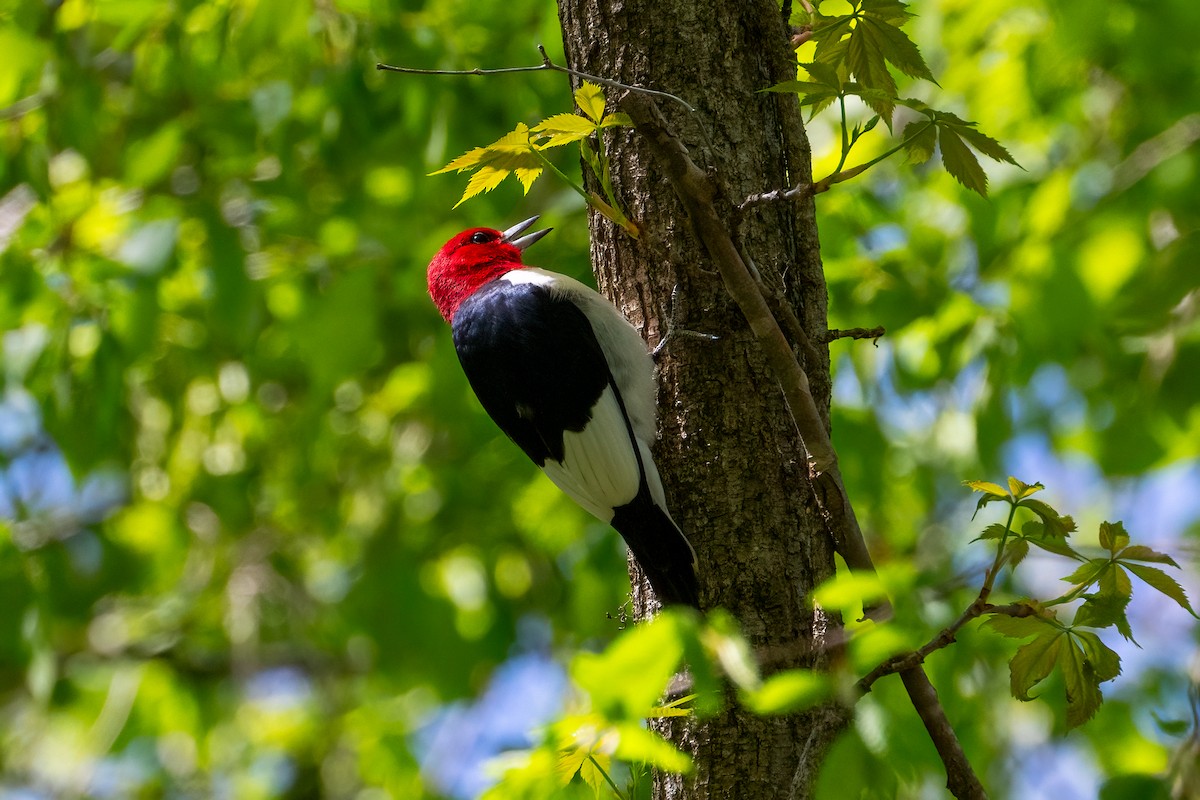 Red-headed Woodpecker - ML621087288