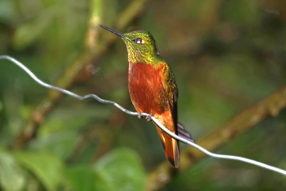 kolibřík peruánský - ML621087289