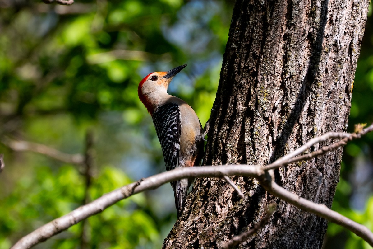 Red-bellied Woodpecker - ML621087291