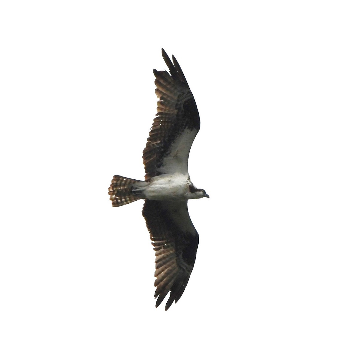 Águila Pescadora - ML621087296