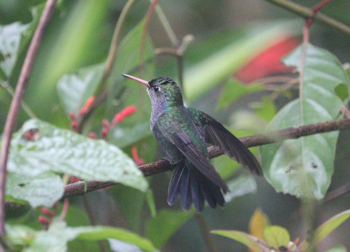 kolibřík safírový - ML621087299