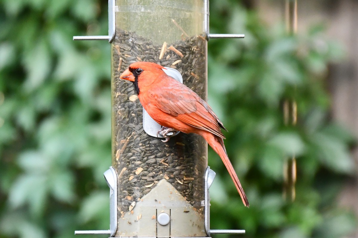 Cardinal rouge - ML621087308