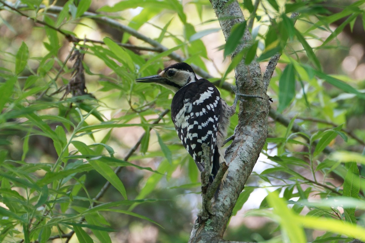 White-backed Woodpecker - ML621087323