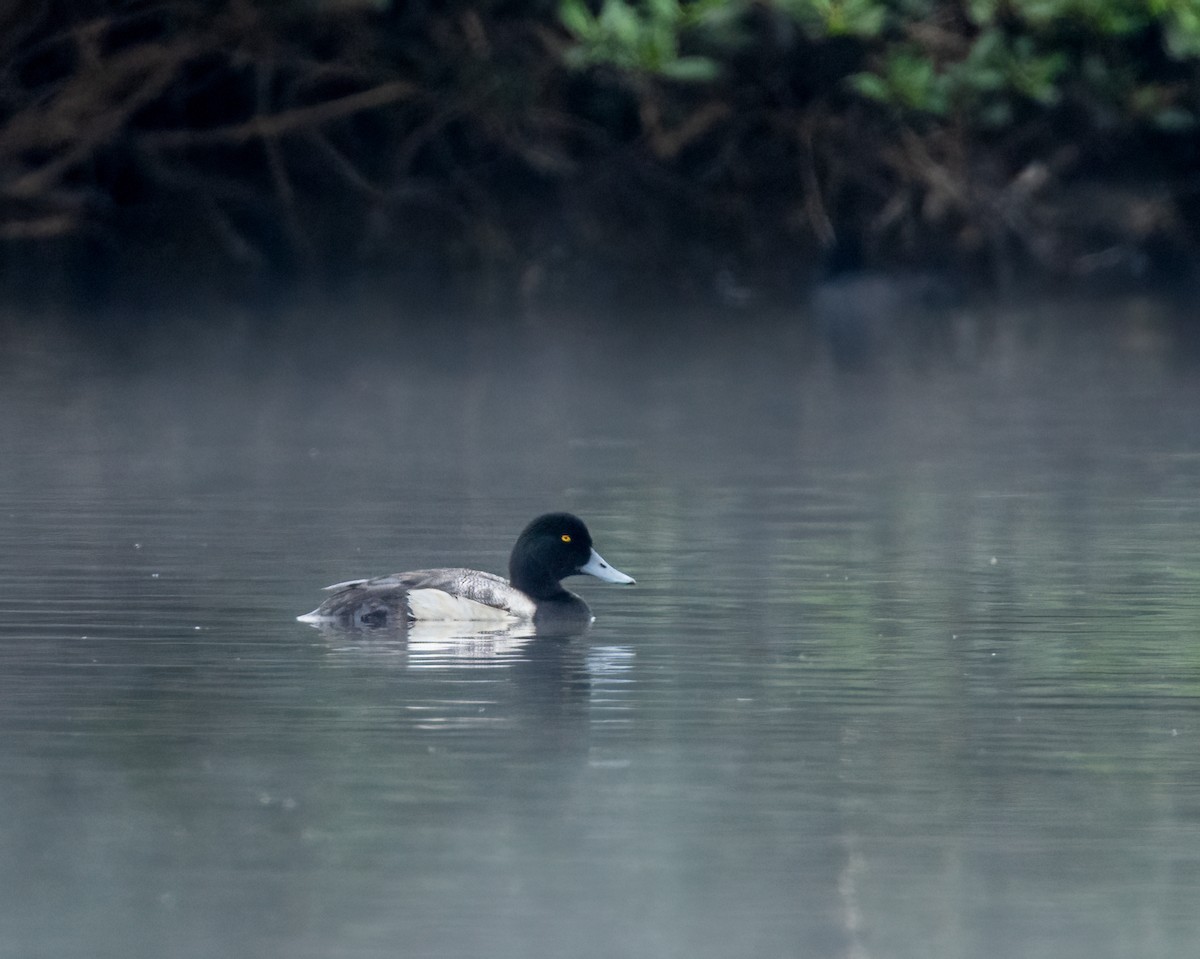 Greater Scaup - ML621087348