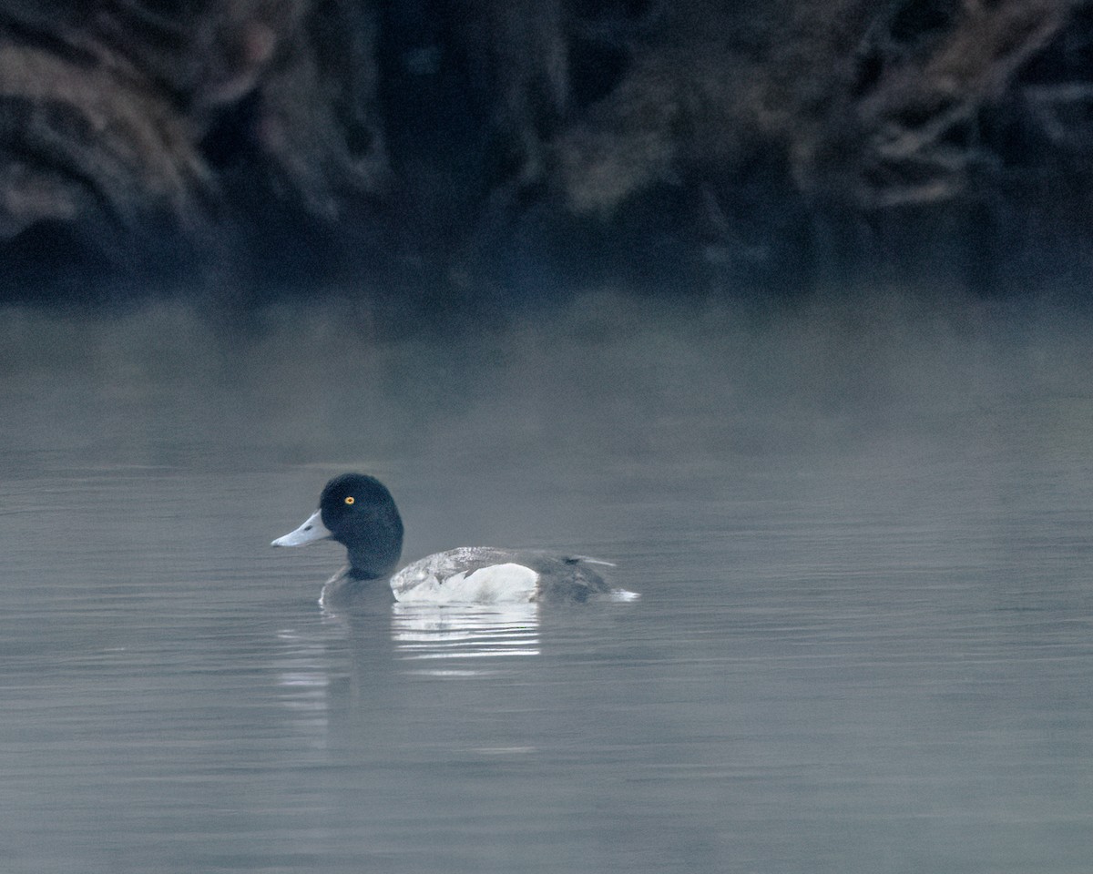 Greater Scaup - Sue Cook