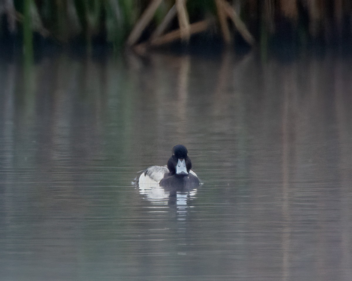 Greater Scaup - ML621087350
