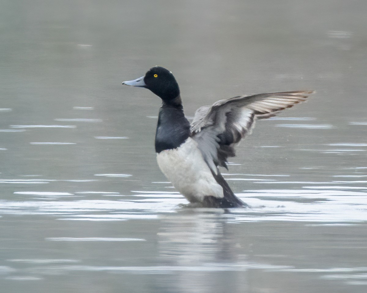 Greater Scaup - ML621087351