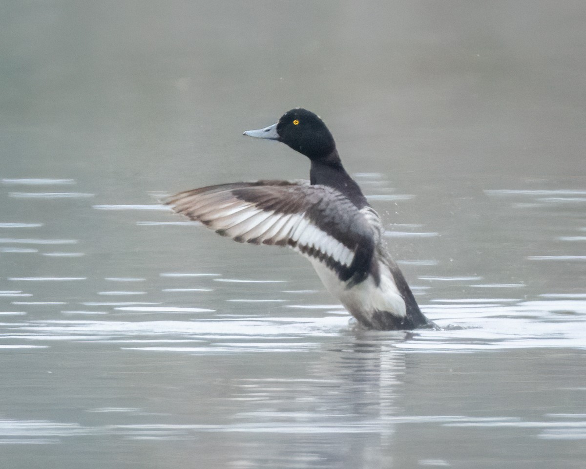 Greater Scaup - ML621087352