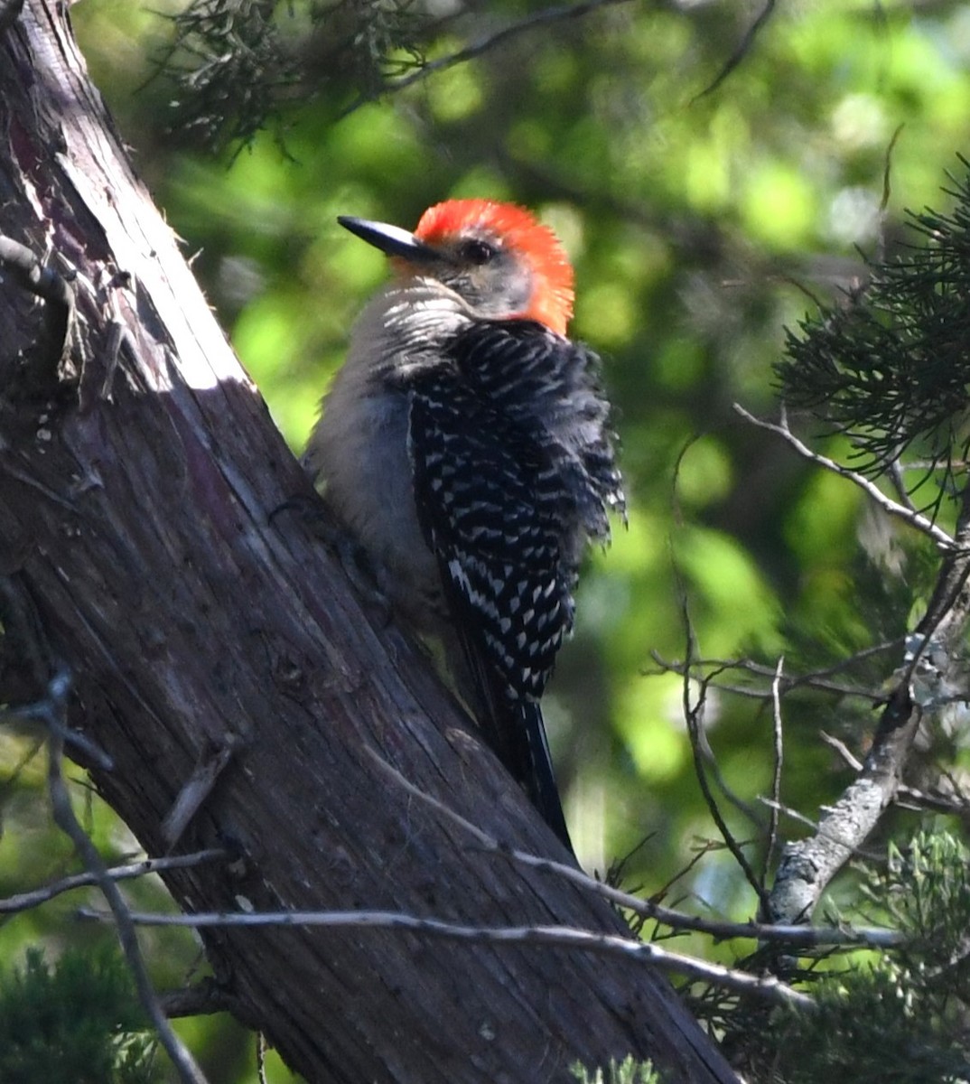 Red-bellied Woodpecker - ML621087358