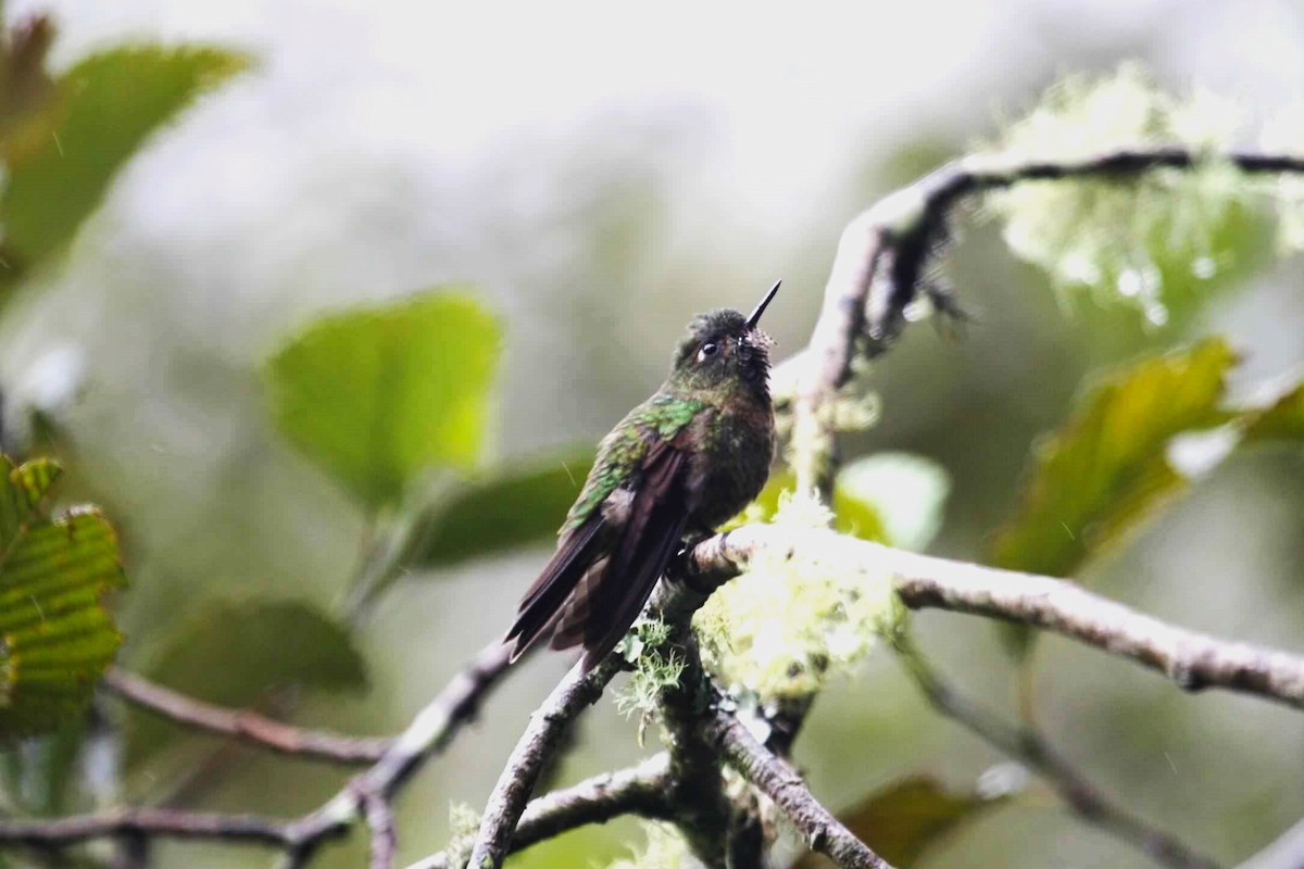 kolibřík dřišťálový - ML621087376