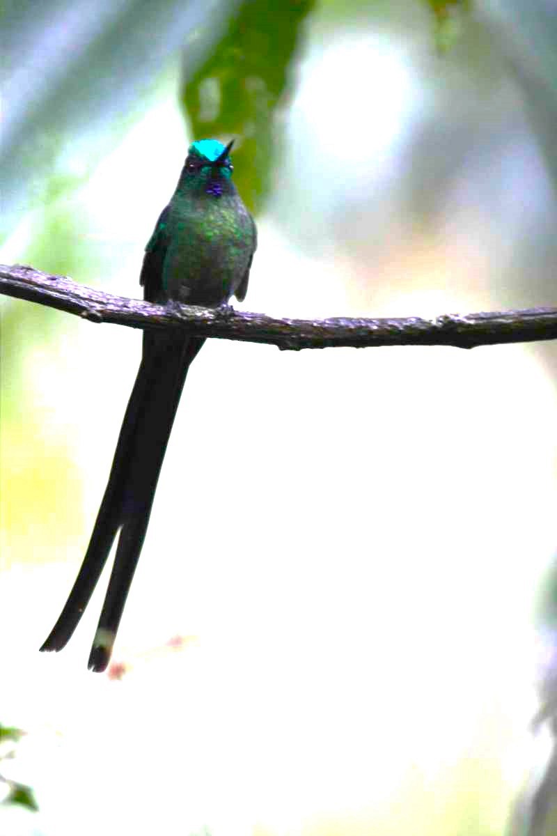 Long-tailed Sylph - ML621087379