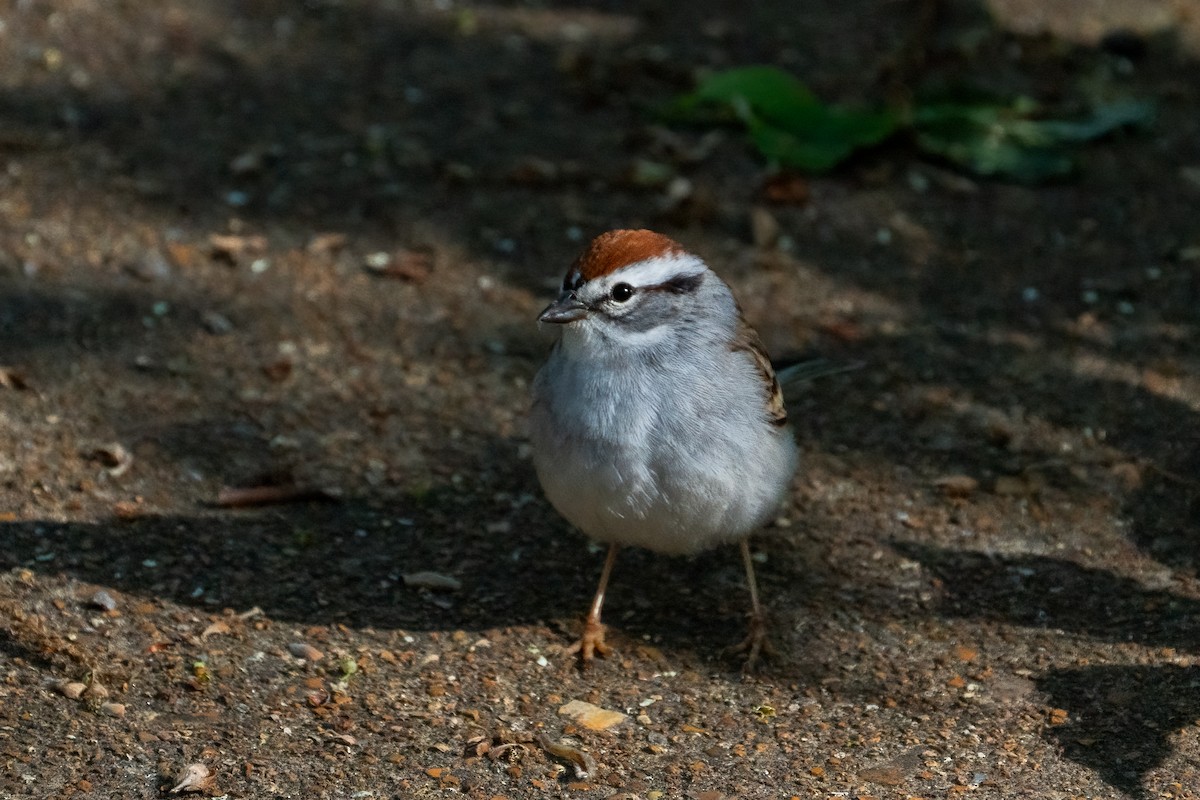 Chipping Sparrow - ML621087380
