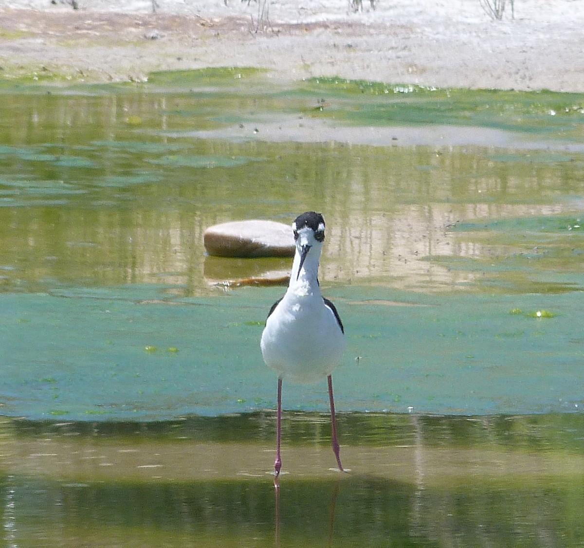 Black-necked Stilt - ML621087389